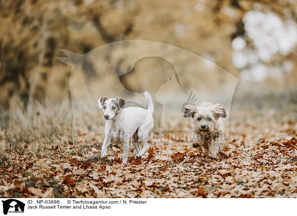Jack Russell Terrier und Lhasa Apso / Jack Russell Terrier and Lhasa Apso / NP-03686