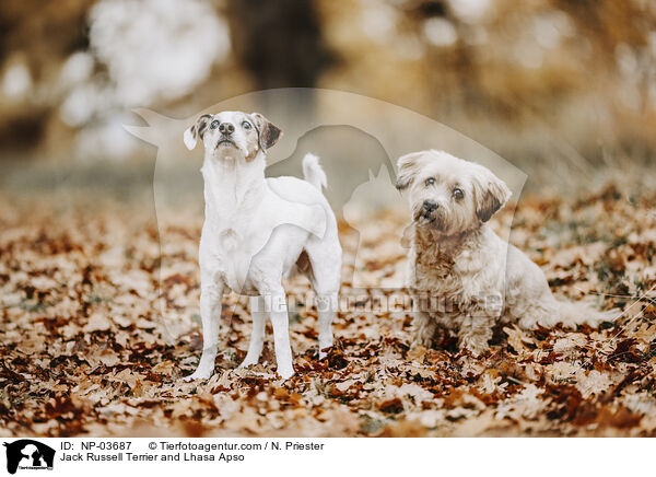 Jack Russell Terrier und Lhasa Apso / Jack Russell Terrier and Lhasa Apso / NP-03687
