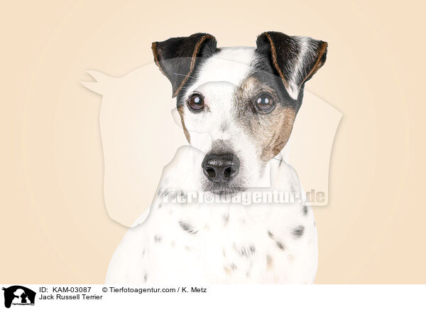 Jack Russell Terrier / KAM-03087