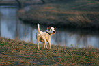 standing Jack Russell Terrier