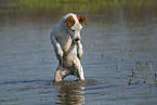 playing Jack Russell Terrier