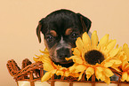 Jack Russell Terrier puppy in basket