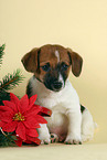 Jack Russell Terrier puppy on christmas