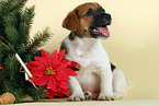 Jack Russell Terrier puppy on christmas