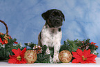 Jack Russell Terrier puppy at christmas time