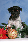 Jack Russell Terrier puppy at christmas time