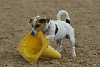 playing Jack Russell Terrier