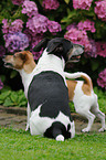 2 Jack Russell Terrier