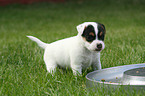 Jack Russell Terrier Puppy at feeding dish