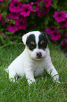 sitting Jack Russell Terrier Puppy