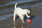 playing Jack Russell Terrier Puppy