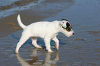 walking Jack Russell Terrier Puppy