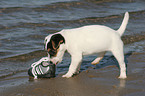 Jack Russell Terrier puppy plays with shoe