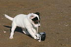 Jack Russell Terrier puppy plays with shoe