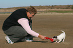 woman plays with Jack Russell Terrier Puppy
