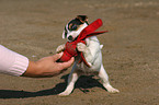 playing Jack Russell Terrier puppy