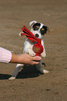 playing Jack Russell Terrier puppy