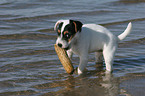 playing Jack Russell Terrier puppy