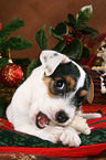 Jack Russell Terrier puppy at christmas