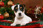 Jack Russell Terrier puppy at christmas