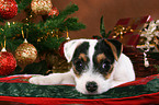 Jack Russell Terrier puppy at christmas