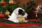 Jack Russell Terrier puppy at christmas