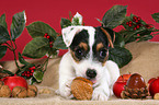 Jack Russell Terrier puppy at christmas