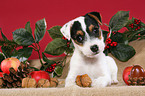 Jack Russell Terrier puppy at christmas