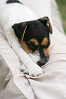 Jack Russell Terrier Puppy