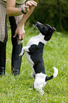 Jack Russell Terrier shows trick