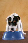 eating Jack Russell Terrier Puppy