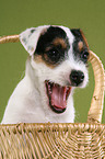 Jack Russell Terrier Puppy in basket