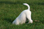 digging Jack Russell Terrier Puppy