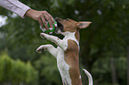 playing Jack Russell Terrier