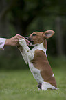 Jack Russell Terrier shows trick