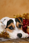 young Jack Russell Terrier at christmas