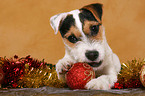 young Jack Russell Terrier at christmas