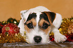 young Jack Russell Terrier at christmas