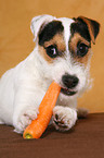young Jack Russell Terrier eats carrot