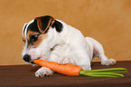 young Jack Russell Terrier eats carrot