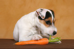young Jack Russell Terrier eats carrot