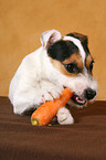 young Jack Russell Terrier eats carrot