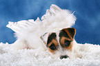 young Jack Russell Terrier as angel
