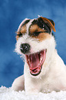 young yawning Jack Russell Terrier