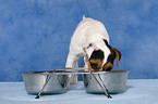 eating young Jack Russell Terrier