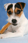 eating young Jack Russell Terrier