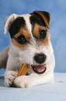 eating young Jack Russell Terrier