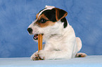 eating young Jack Russell Terrier