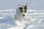 young Jack Russell Terrier is running in the snow