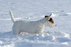 young Jack Russell Terrier in the snow